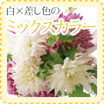 白×差し色のミックスカラー