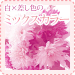 白×差し色のミックスカラー